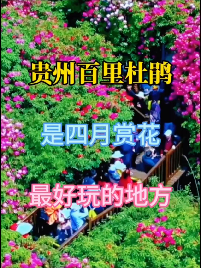 贵州百里杜鹃是四月赏花最好玩的地方！