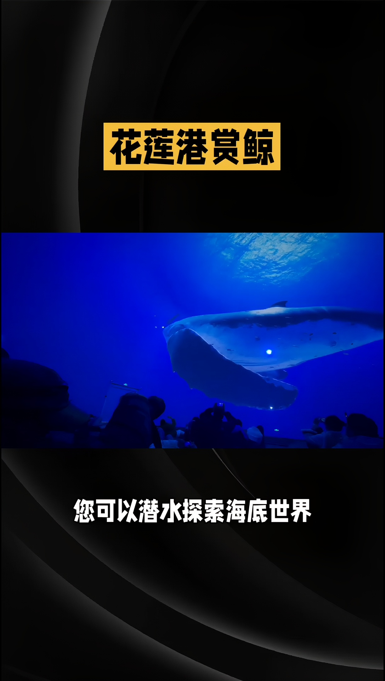 花莲港鲸舞盛宴：与海洋精灵的奇幻