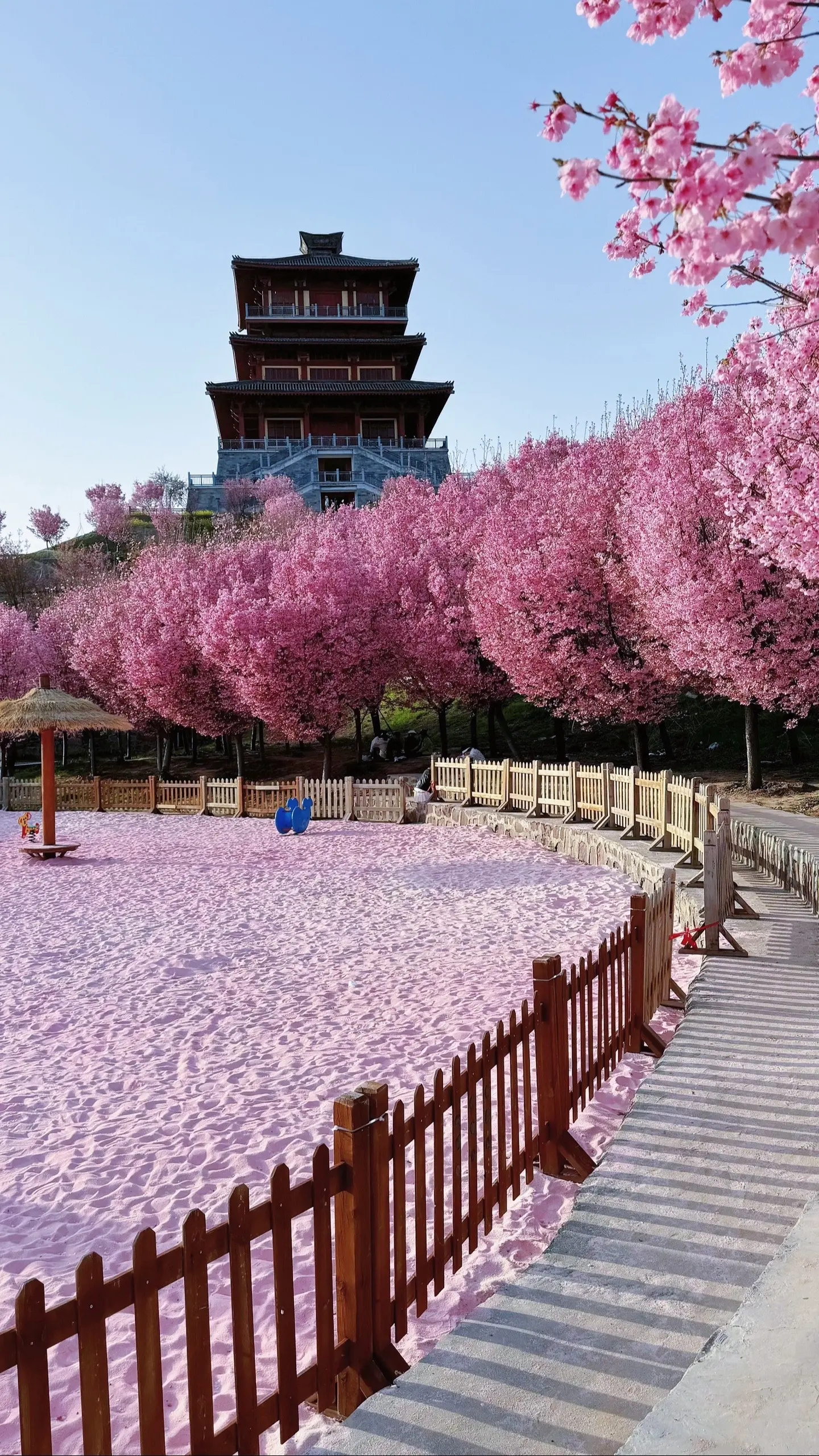 在郑州丰乐樱花树下见面吧🌸真的好出片！