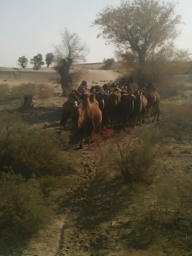 《阿克苏骆驼：旅拍中的沙漠行者》   在阿克苏的沙漠中，骆驼成为了我旅拍的主角。   远远望去，骆驼