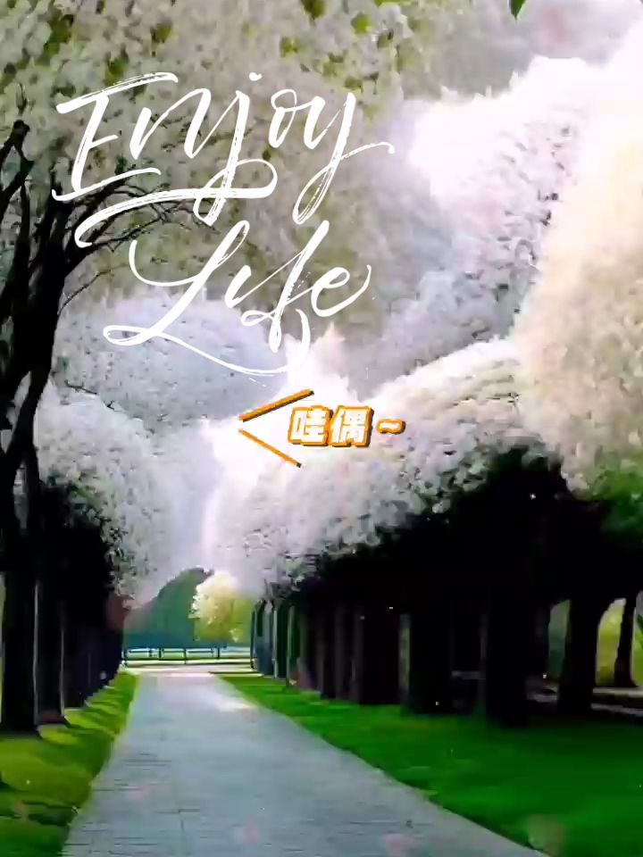 这么漂亮的流苏树花好美哦，要不要一起来欣赏#玩转户外 #五一去哪里玩 #北京流苏树 孟府孟庙景区