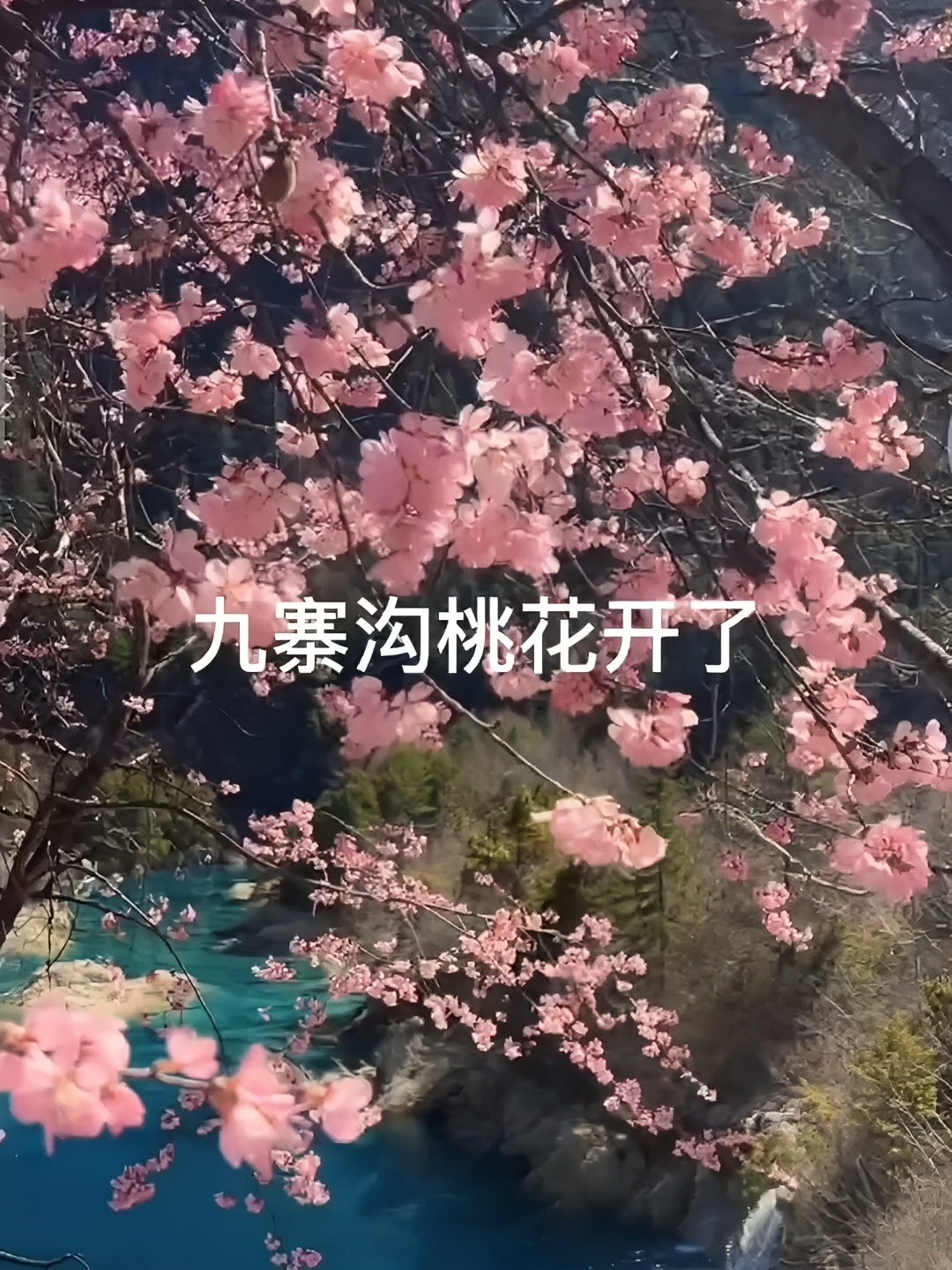 桃花朵朵开