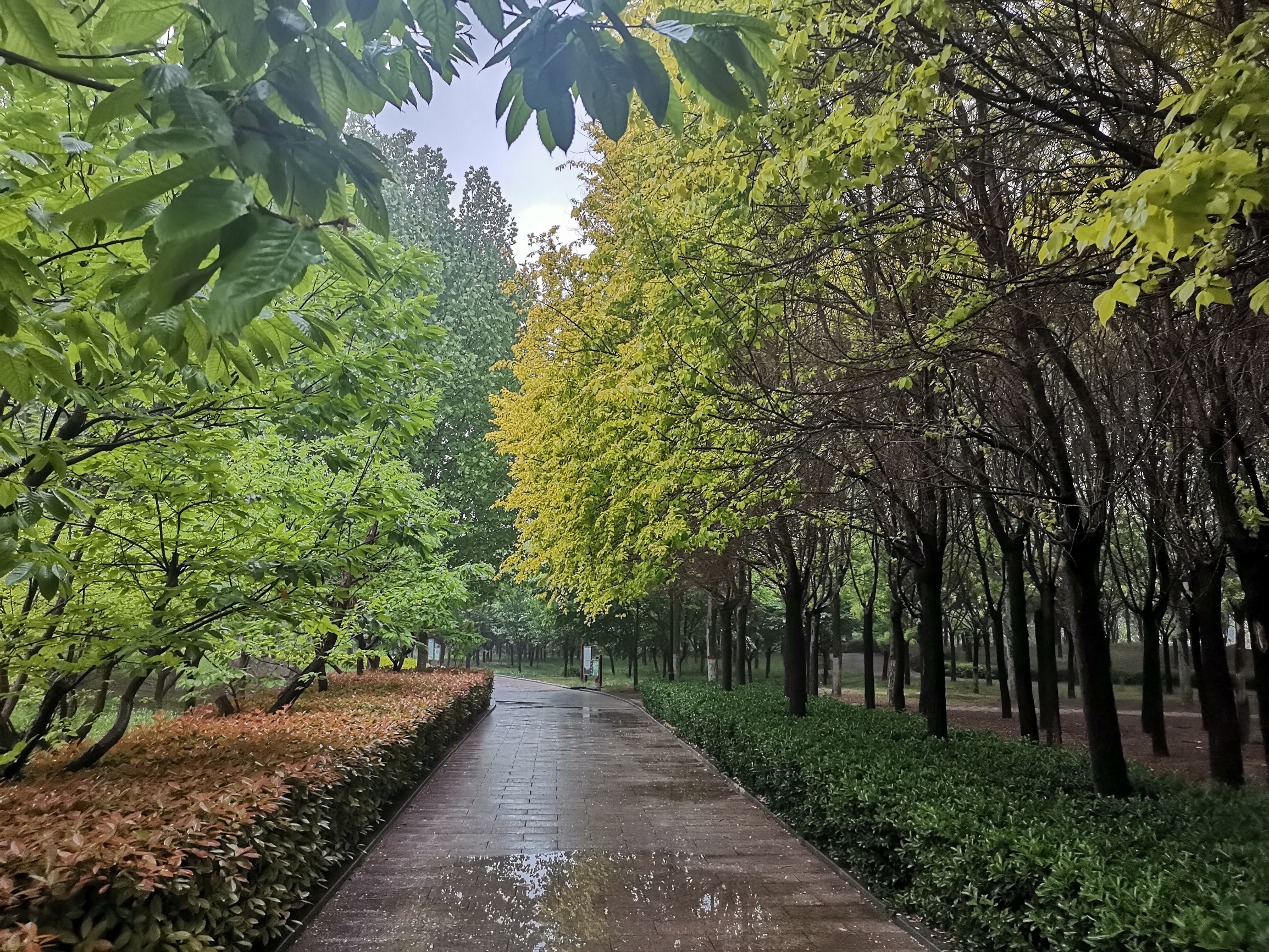 雨后景色