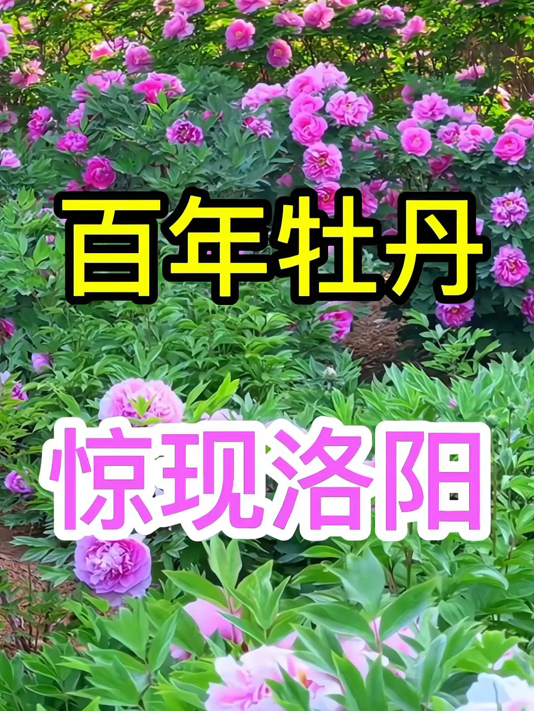 百年牡丹，惊现洛阳