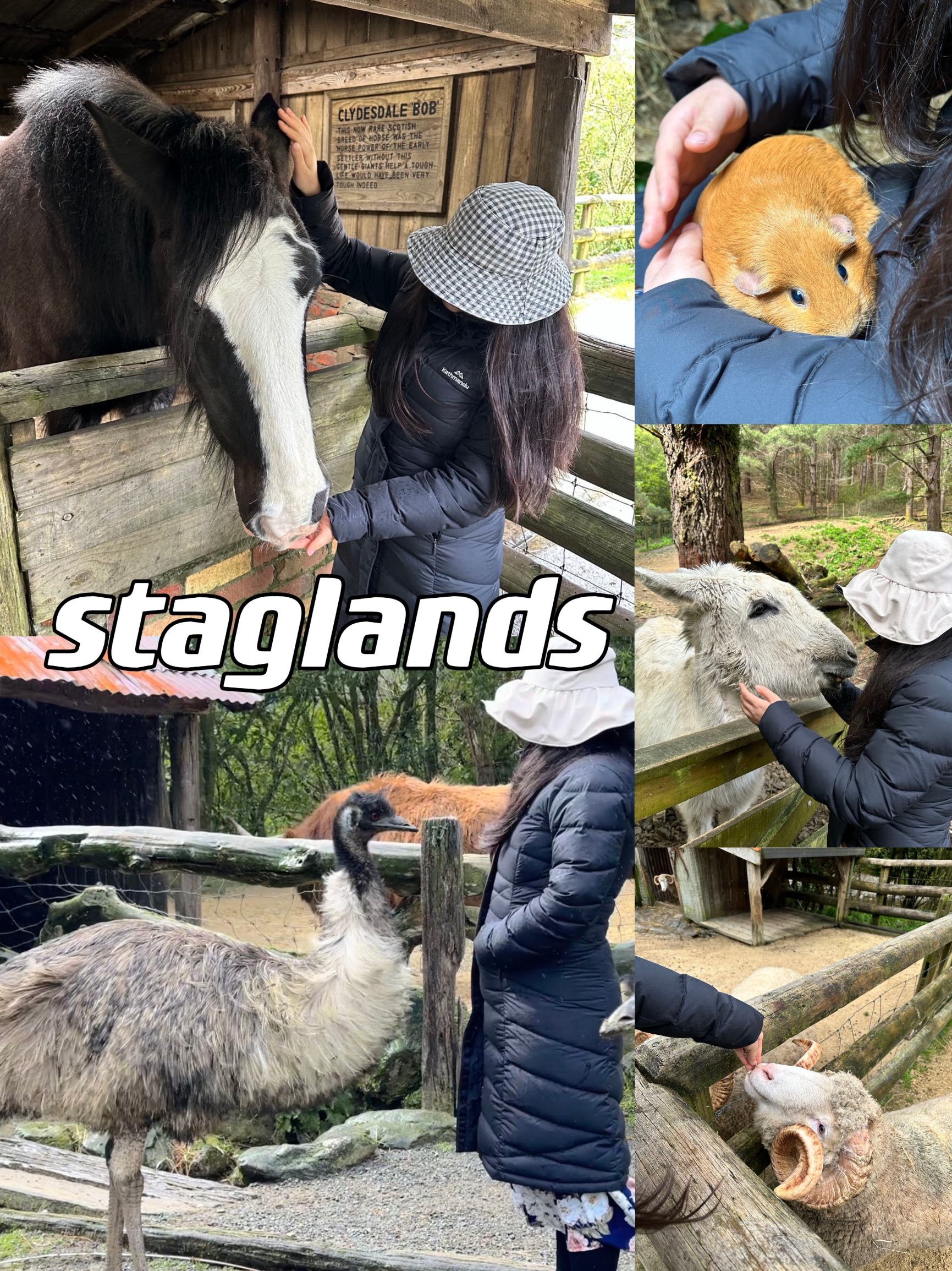 新西兰北岛Staglands，零距离接触野生保护动物
