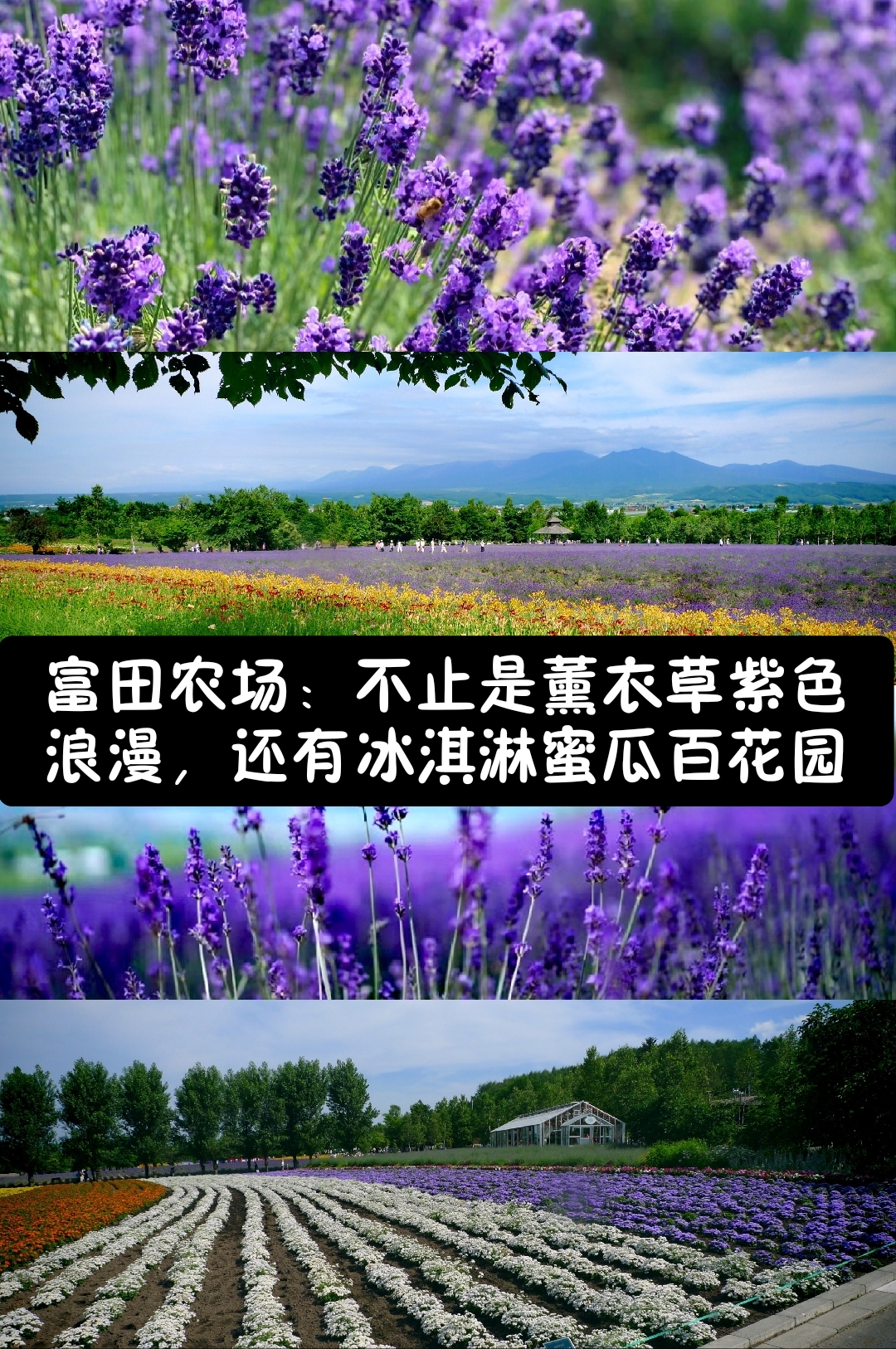 【夏花绚烂】富田农场不止薰衣草紫色浪漫，还有冰淇淋蜜瓜百花园