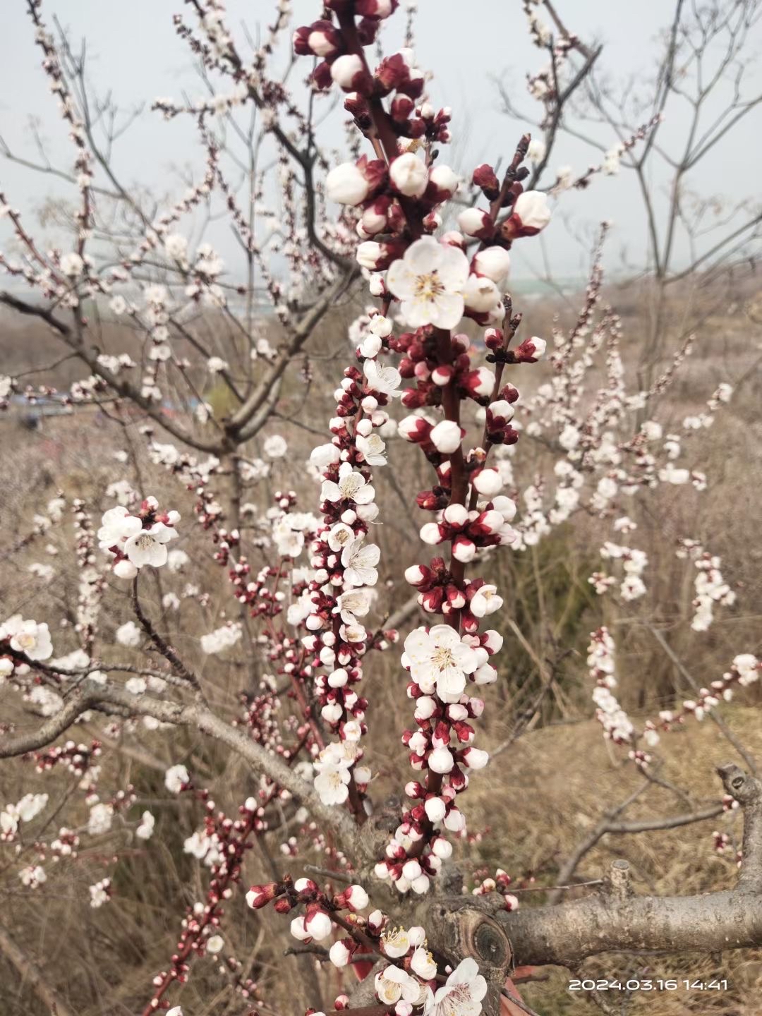 杏花盛开的春日，仿佛是大地披上了一袭繁花锦簇的霞衣。满园的杏树，温柔的拱形花枝上，朵朵杏花竞相绽放，