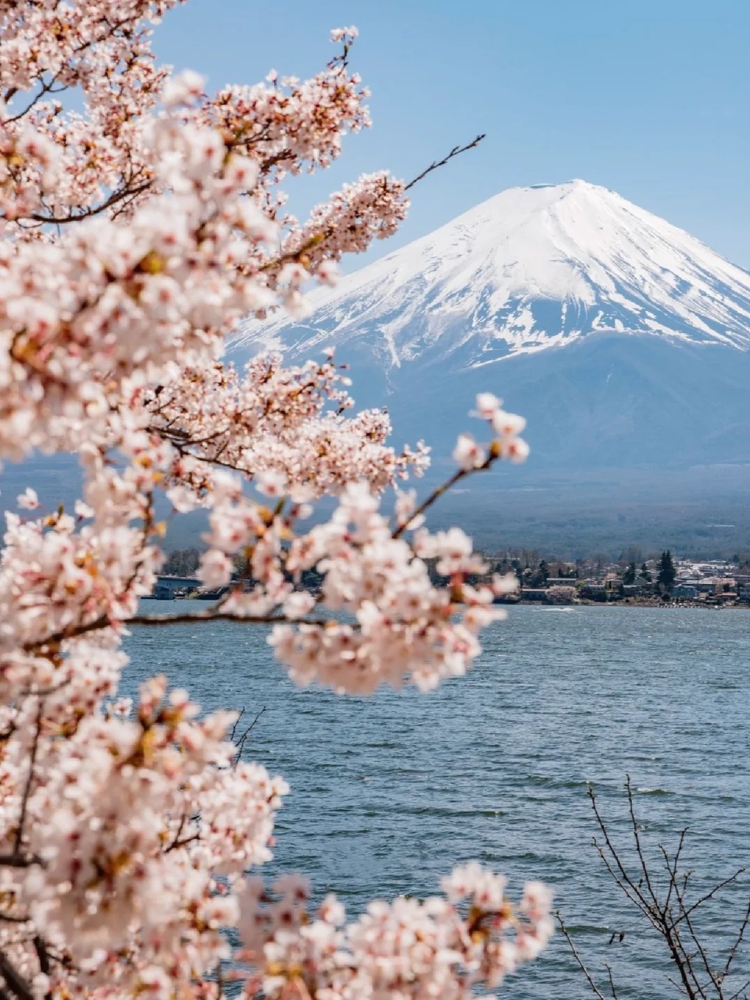富士山的樱花开了吗❓蕞新开花播报🌸