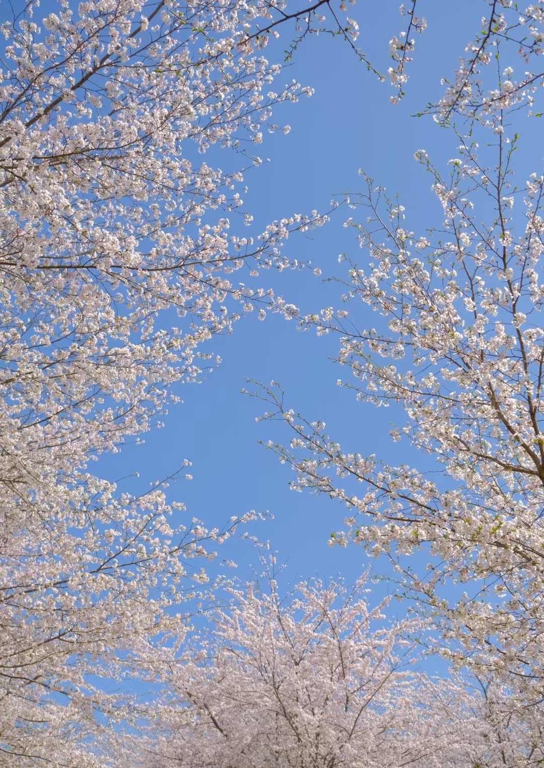 贵州平坝樱花园｜去看樱花吧!平坝樱花已全部盛开