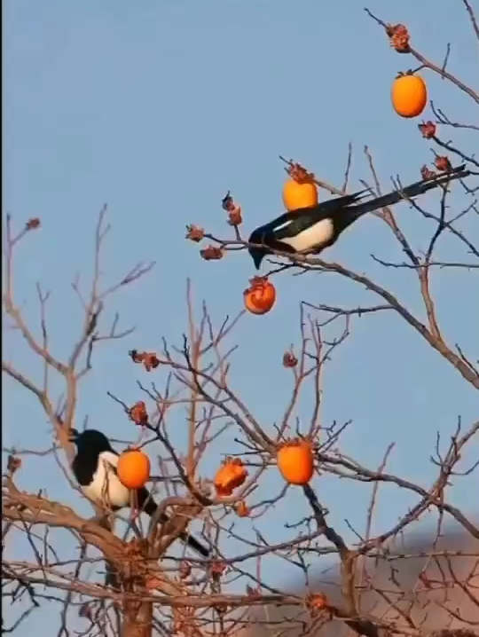 两只喜鹊