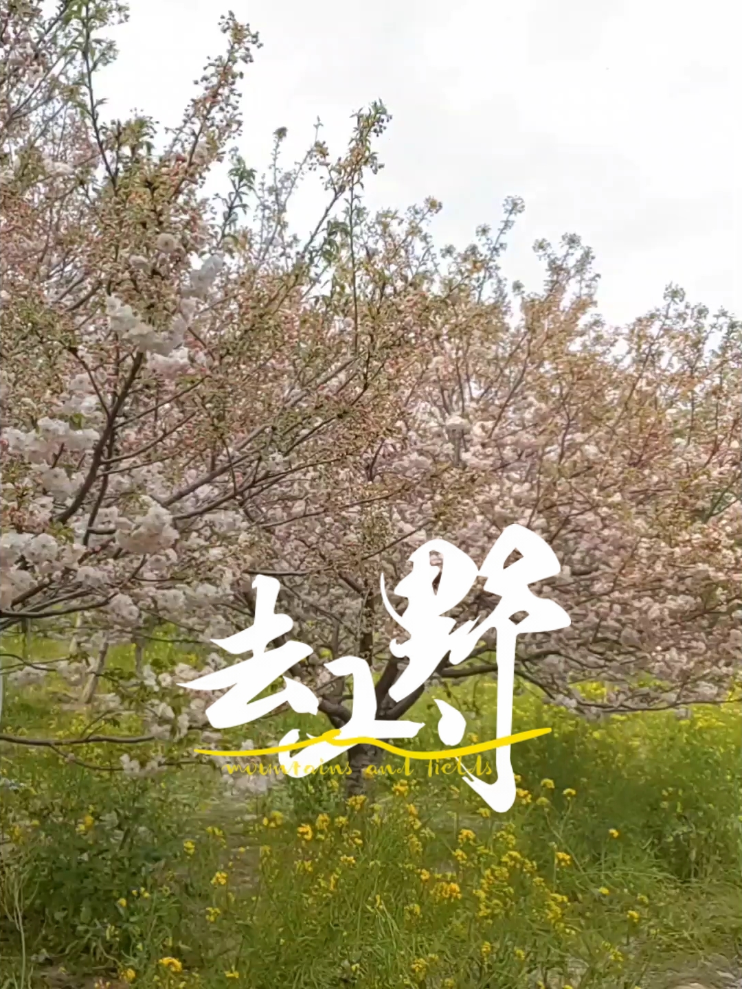 春天来郑州 必去樱花园呀～