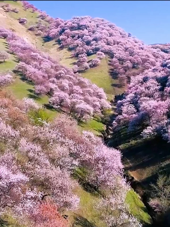 来看中国山花天花板-4月伊犁吐尔根的杏花