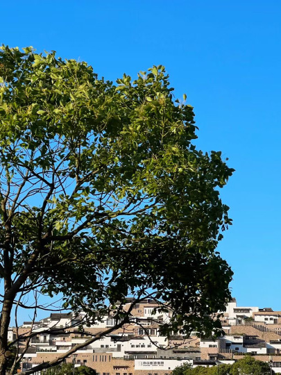 囍德咖啡SEED COFFEE(佛顶山店)