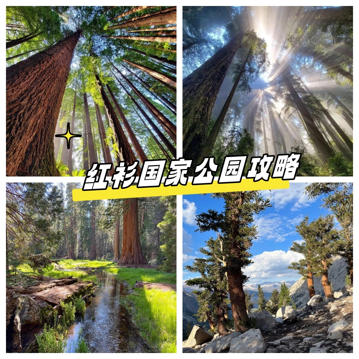 红杉国家公园——迷人的巨人王国之旅👑