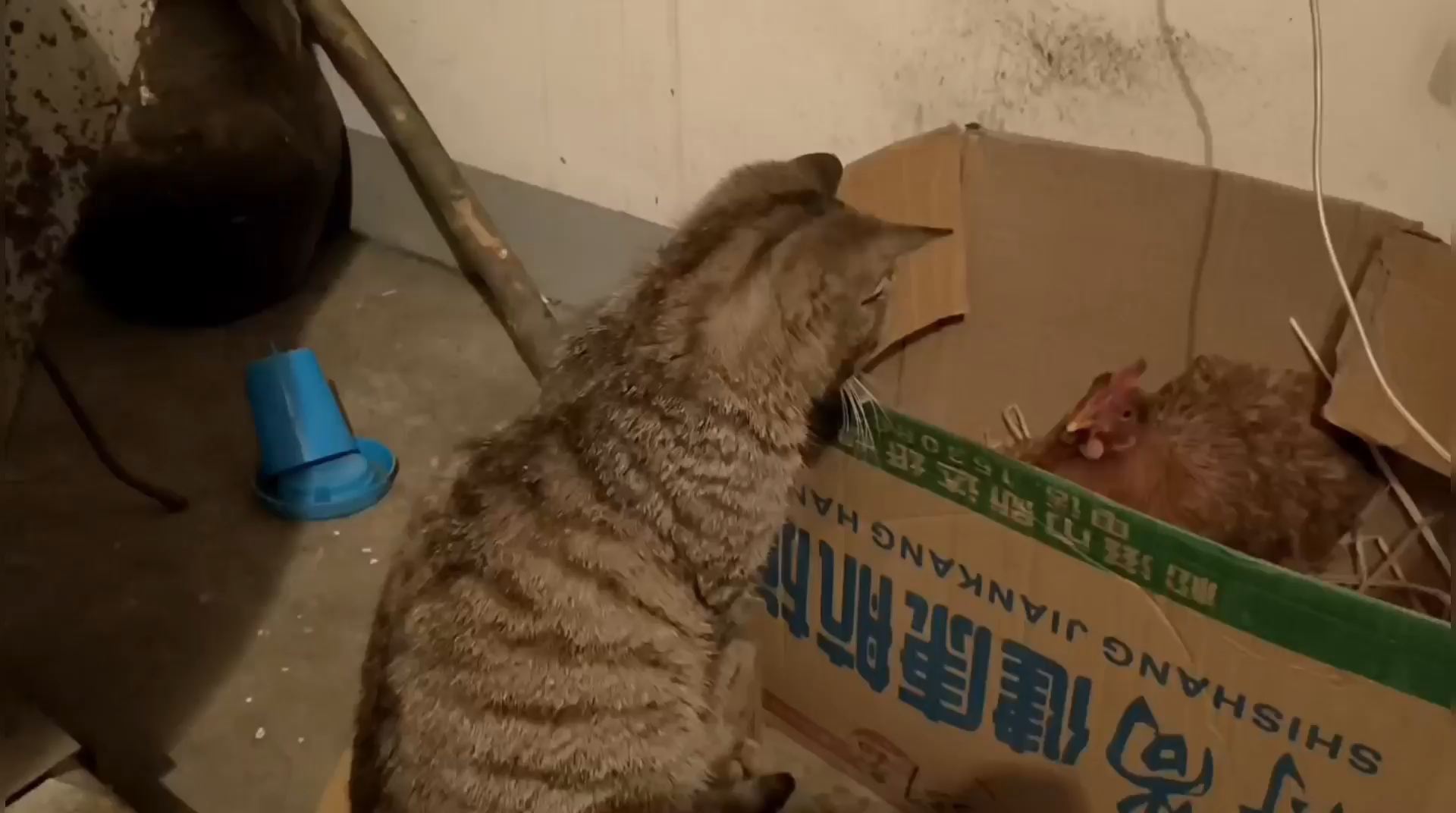 这不比春晚好看，可爱猫咪与鸡妈妈