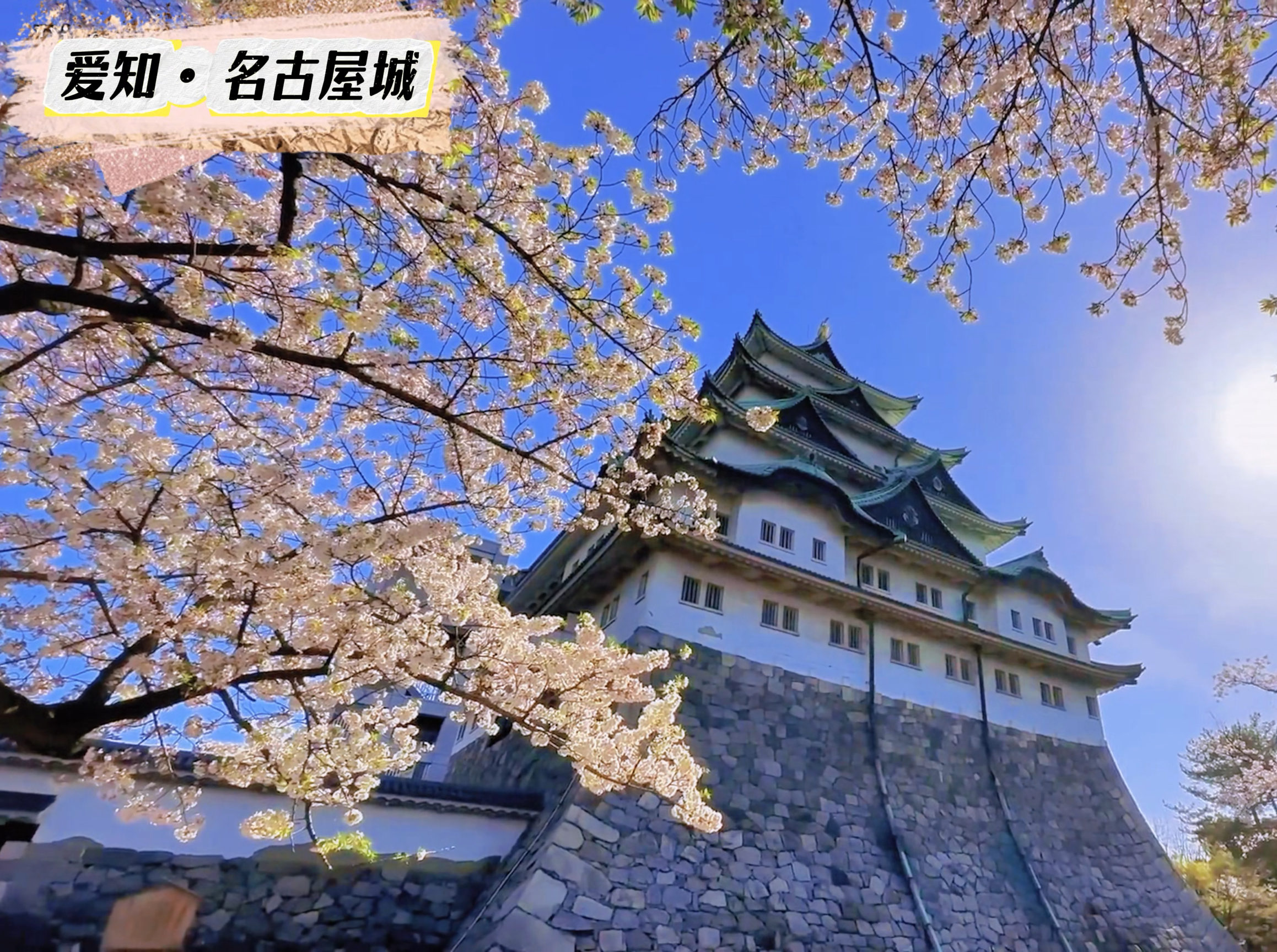 名古屋城赏樱之旅：春色满园中的古城美景 🌸🏯