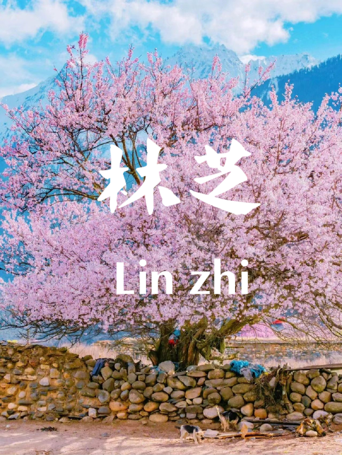 3月春来，和相爱的人去西藏林芝看🌸桃花吧