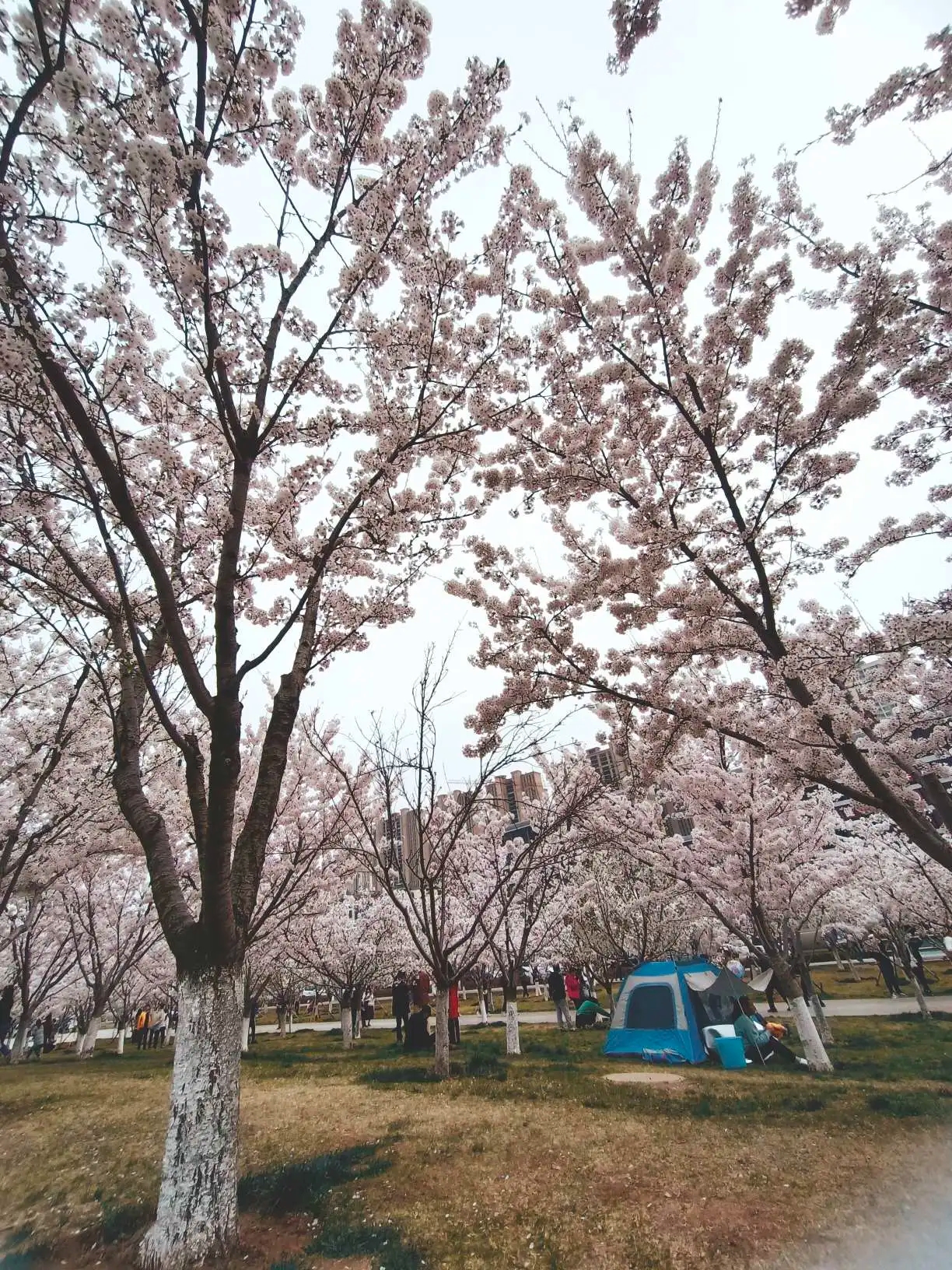 龙湖樱花季