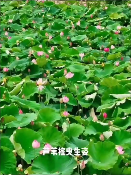 蚌埠沱湖湿地