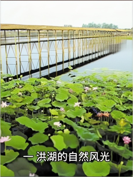 洪湖生态风景旅游区