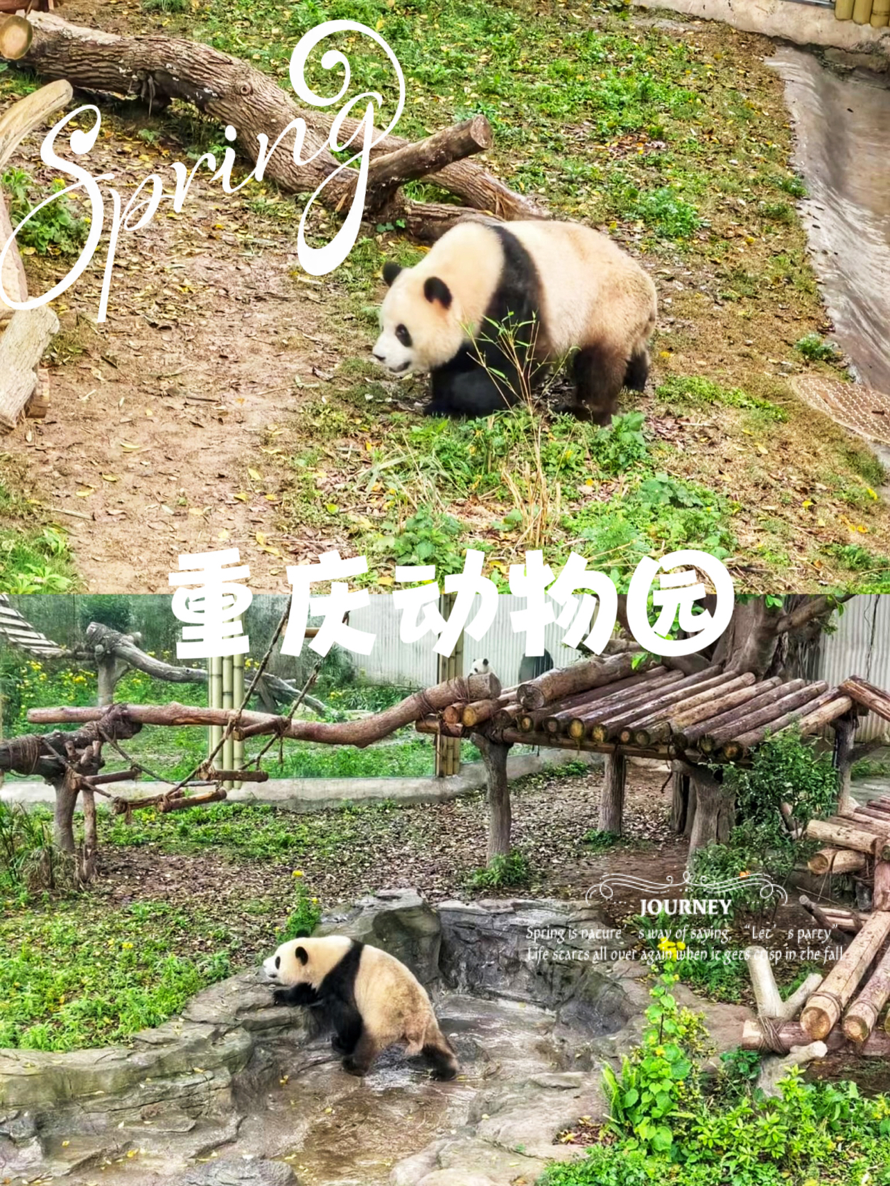 重庆｜打卡国宝—熊猫宝宝｜重庆动物园你玩得可真花啊！