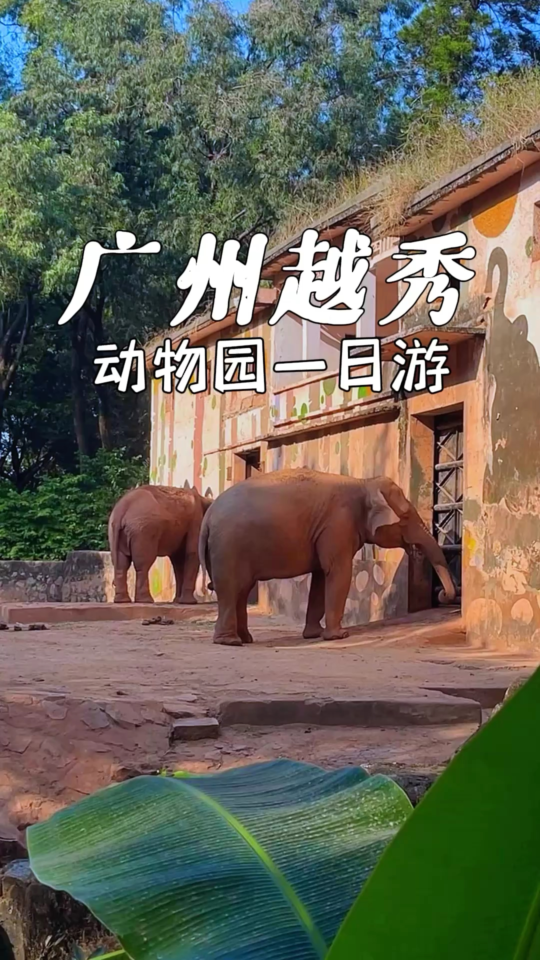广州动物园几十元可玩一整天，门票物超所值