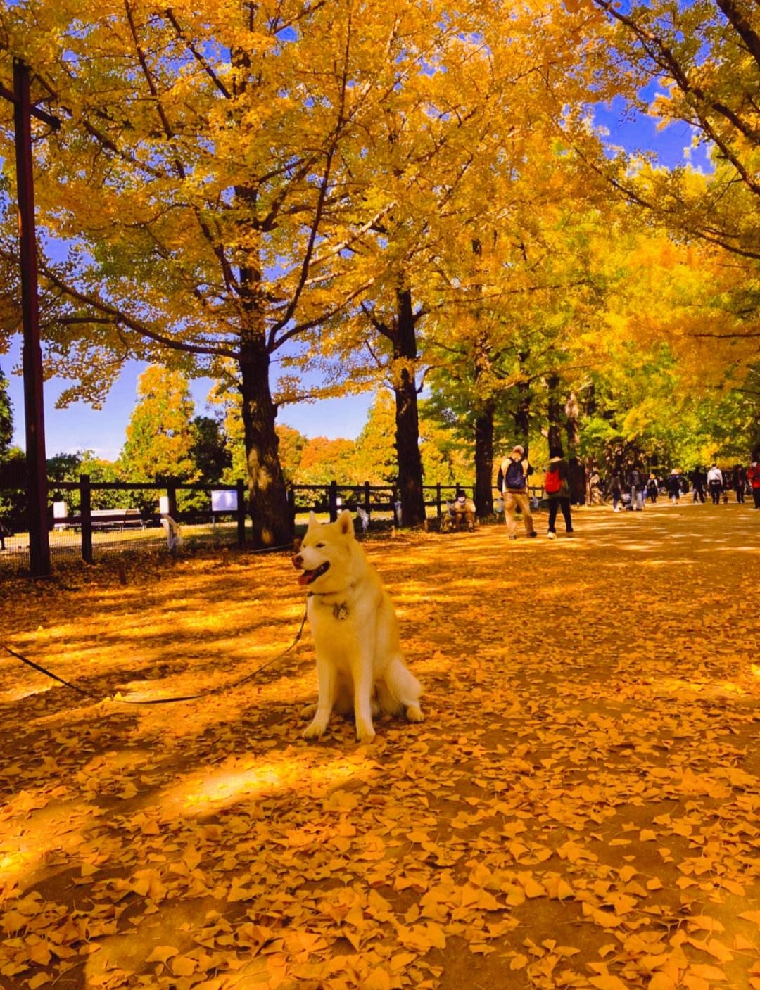 昭和纪念公园——秋日午后赏银杏和红叶的好地方！