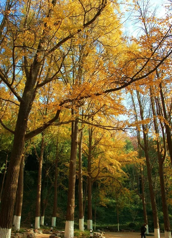 🌳🍁✨南京秋天的美景！300+棵银杏树等你来拍照！✨🍁