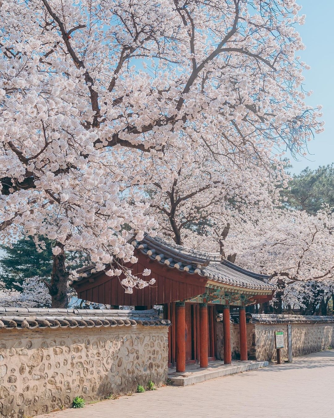 庆州樱花盛放🌸：春日浪漫的美丽庭园