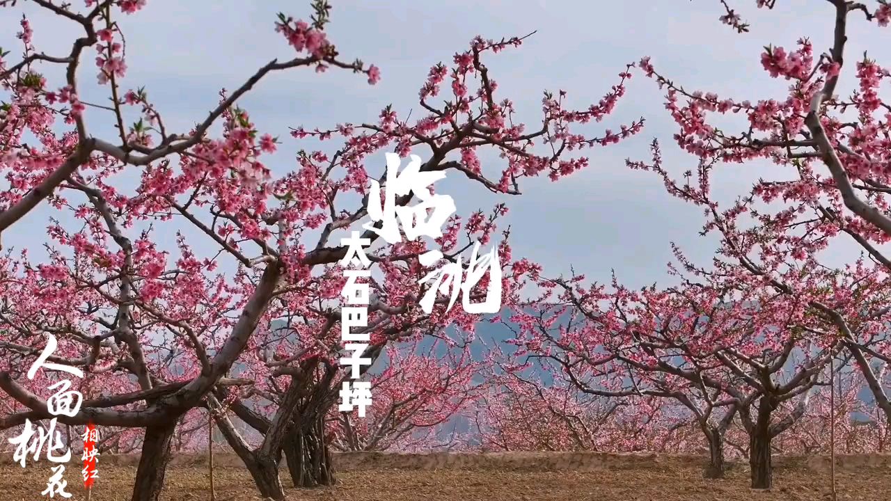 桃花盛开，春天渐入佳境。满园繁花映入眼帘，淡淡的粉色如梦如幻。沉醉在这片温暖的色彩中，仿佛一切都变得