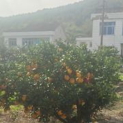 一条的想要飞鱼