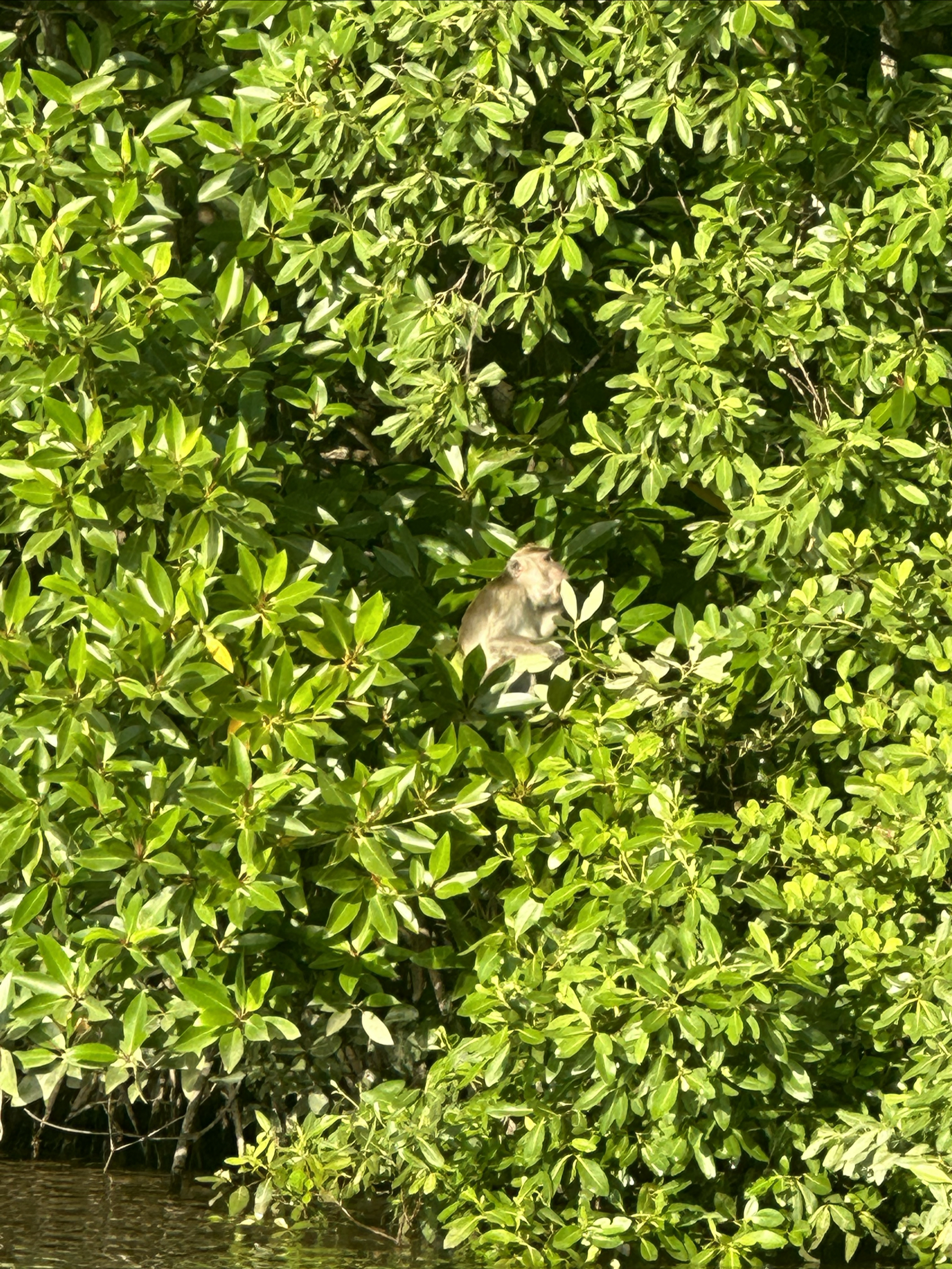 Kawa红树林寻找长鼻猴