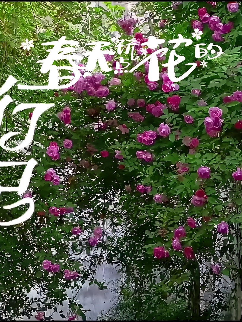 苏州蔷薇花季