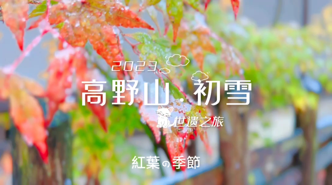 🍁关西红叶季 | 高野山.2023初雪❄️