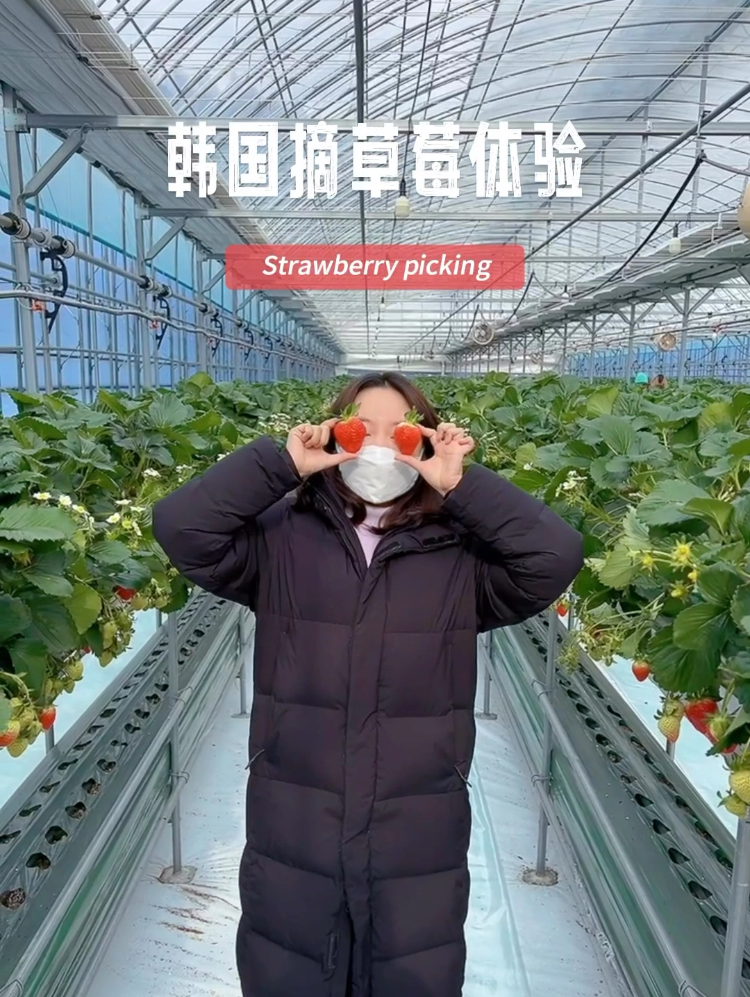 韩国冬季必体验项目！一起去江原道摘草莓🍓