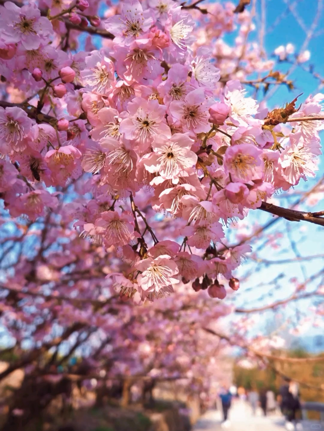 春日赏花图鉴璧山十万樱花