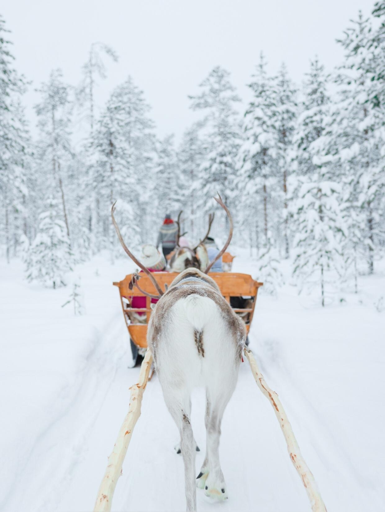 🇫🇮在芬兰，雪景和极光都要躺着看
