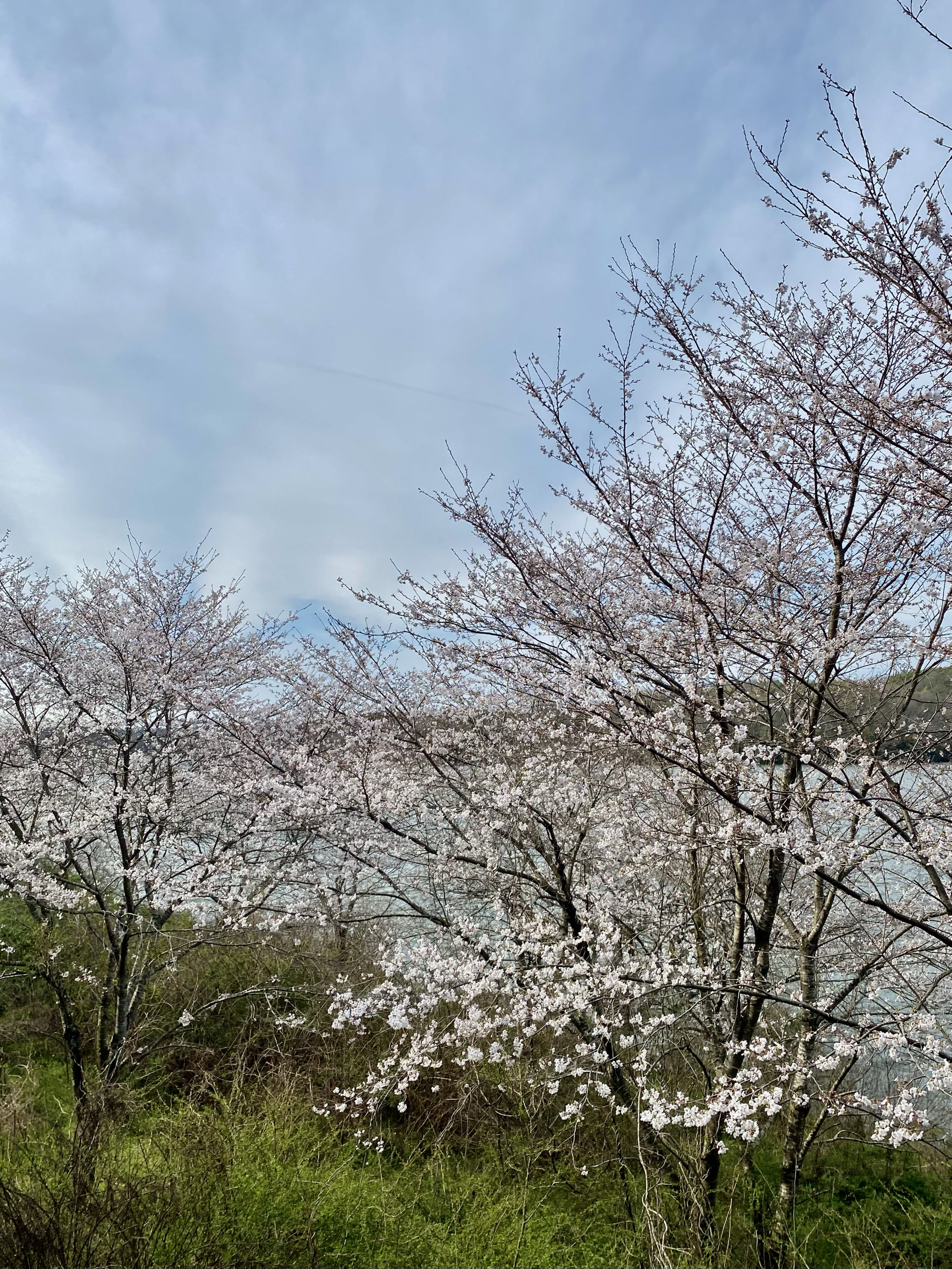 「湖畔櫻花」
