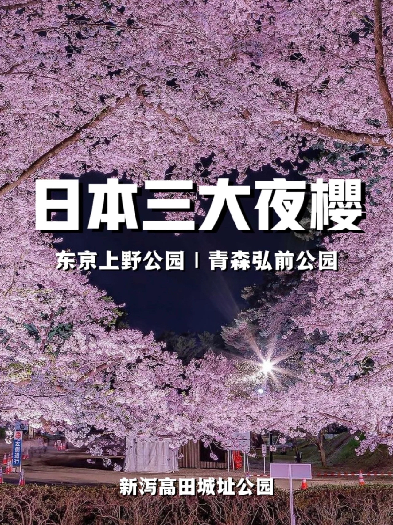 日本三大夜樱|灯光下的粉红绝景#令人难忘的景点 日本赏樱季节来临!日本不仅白天能赏樱，夜晚也能欣赏到