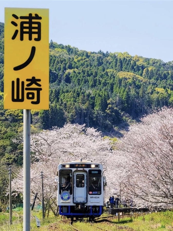 2024🌸日本九州赏樱全地点🇯🇵