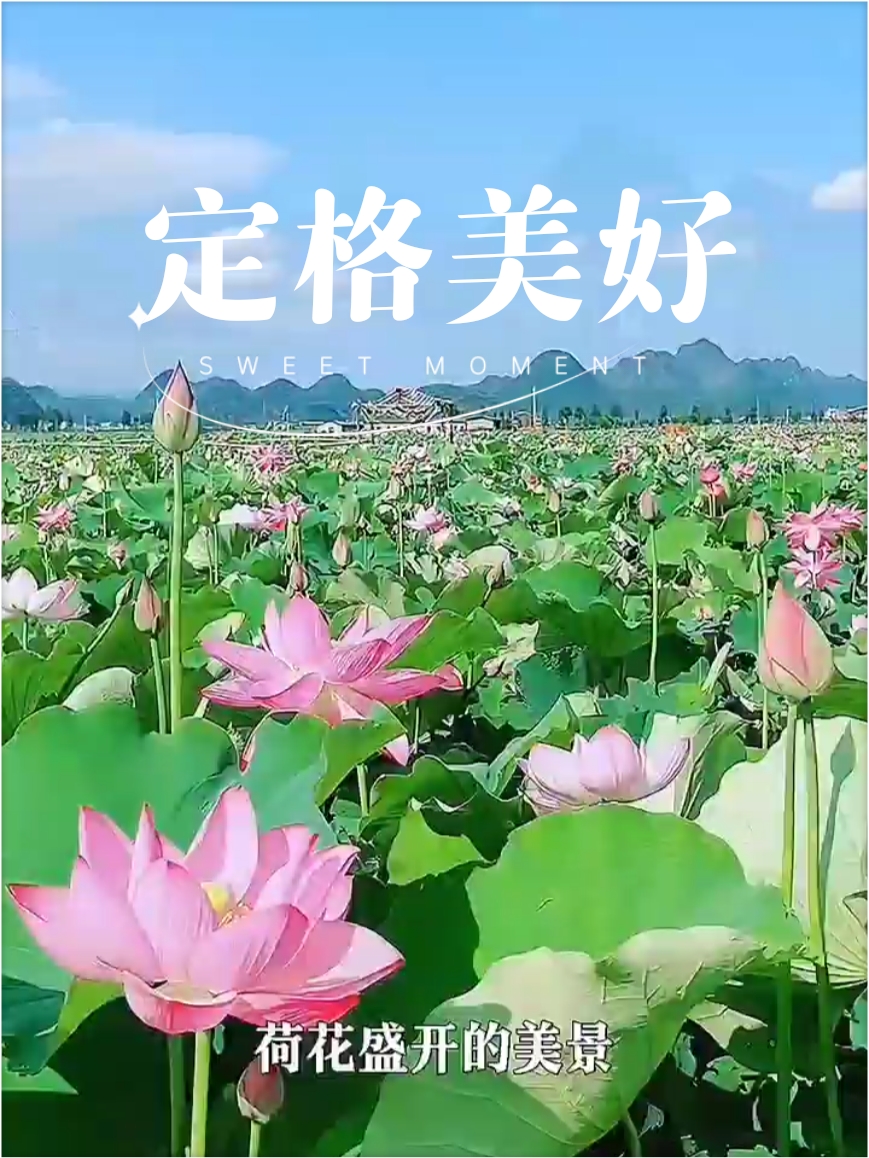 云南的风景太治愈了，太美了