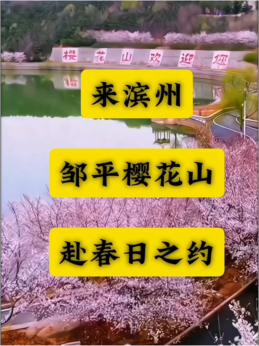 又是一年樱花季，来滨州邹平樱花山赴春日之约吧