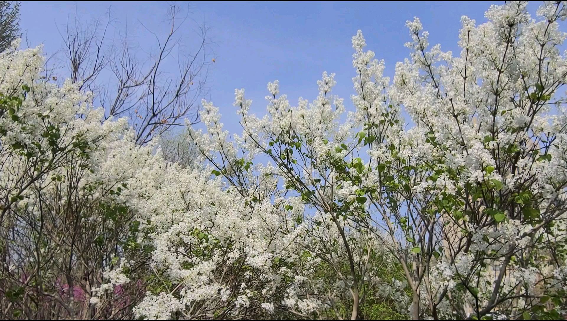 丁香花开。