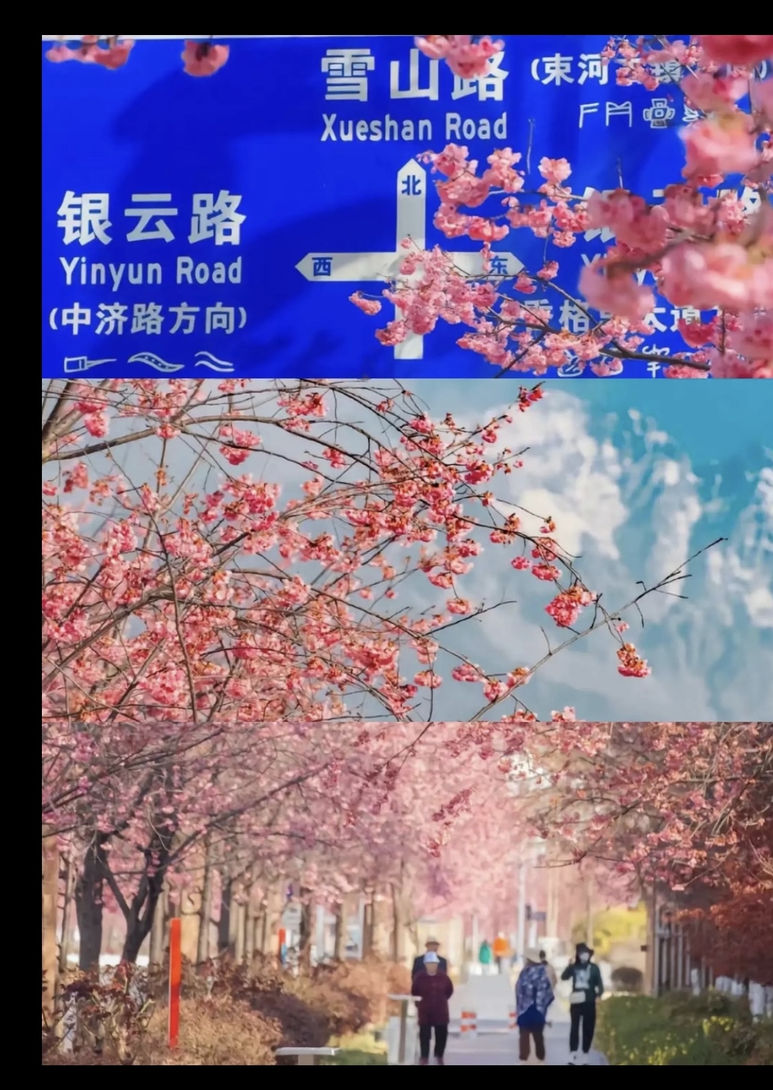 阿若旅行/丽江赏花