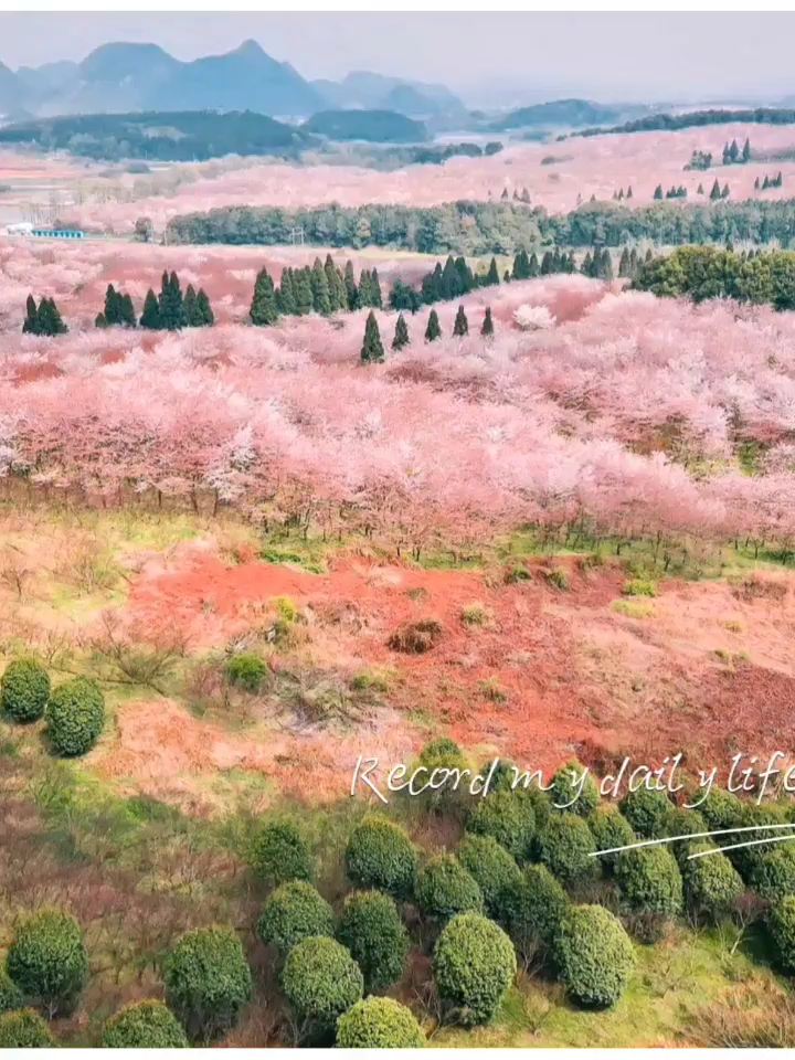 看樱花，不一定要去日本富士山，大贵州也可以哦！