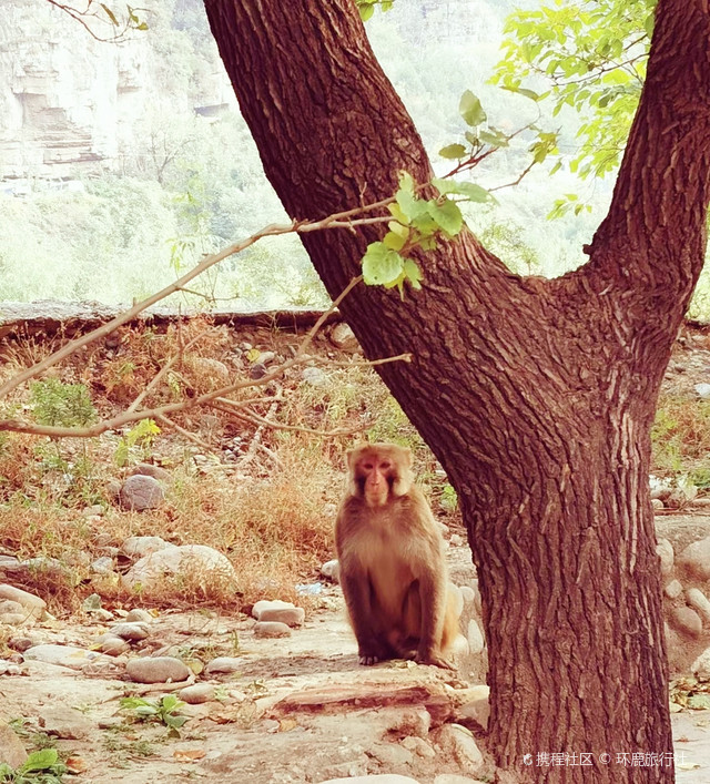 七渡花果山位于北京市房山区十渡镇七渡村,是一处集自然风光与休闲