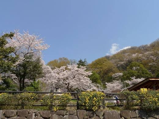 枚岡公園的樱花🌸