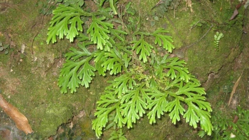 卷柏（学名：Selaginella tamariscina（P. Beauv.）Spring），别名