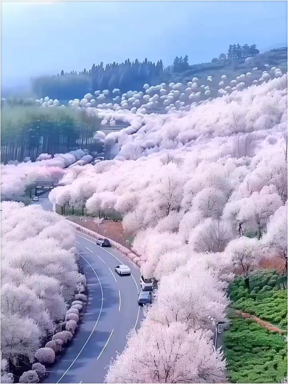 浙江省绍兴市嵊州樱花