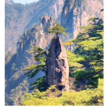 30年才知荞麦花